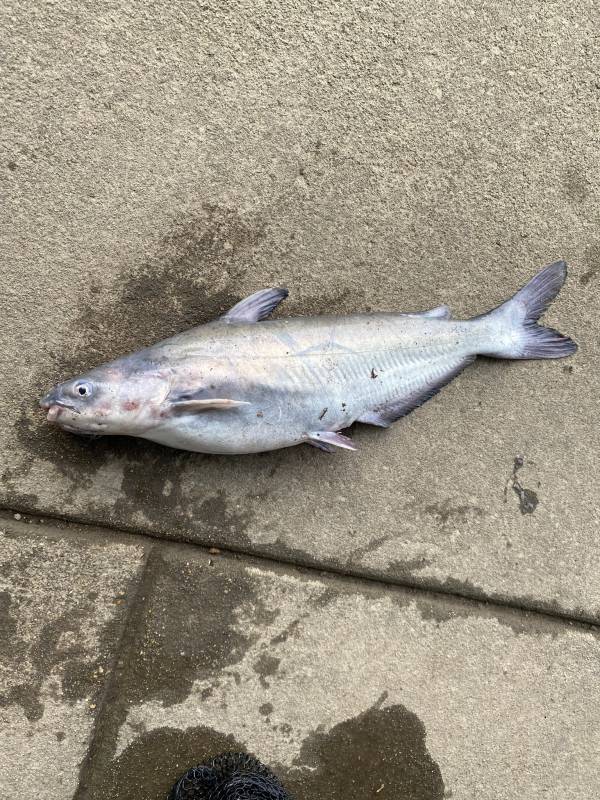 Blue catfish in Mount Rainier