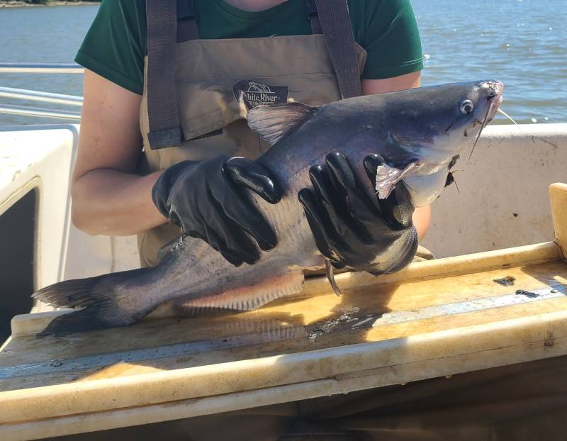 Blue catfish in Virginia