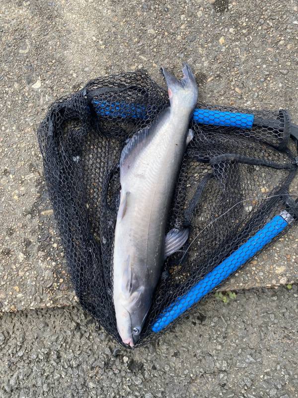 Blue catfish in Silver Spring