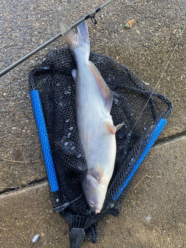 Blue catfish in Silver Spring