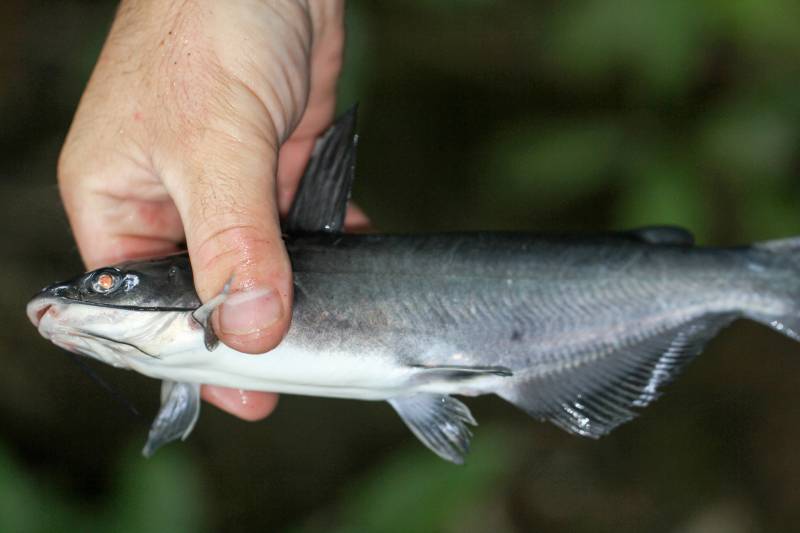 Blue catfish in Kentucky