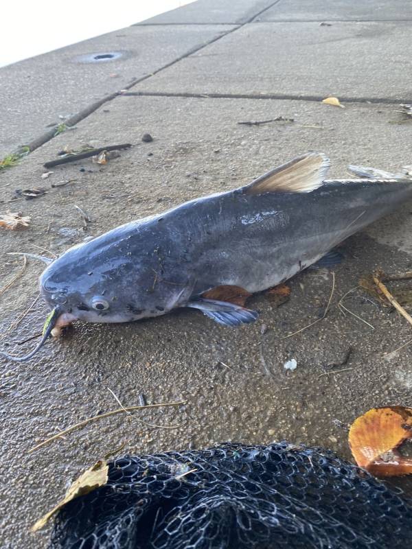 Blue catfish in Silver Spring