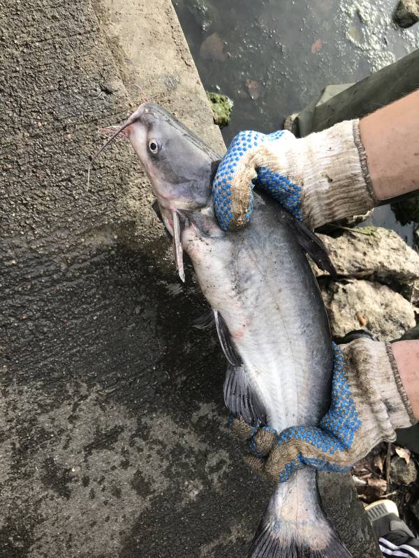 Blue catfish in Kansas