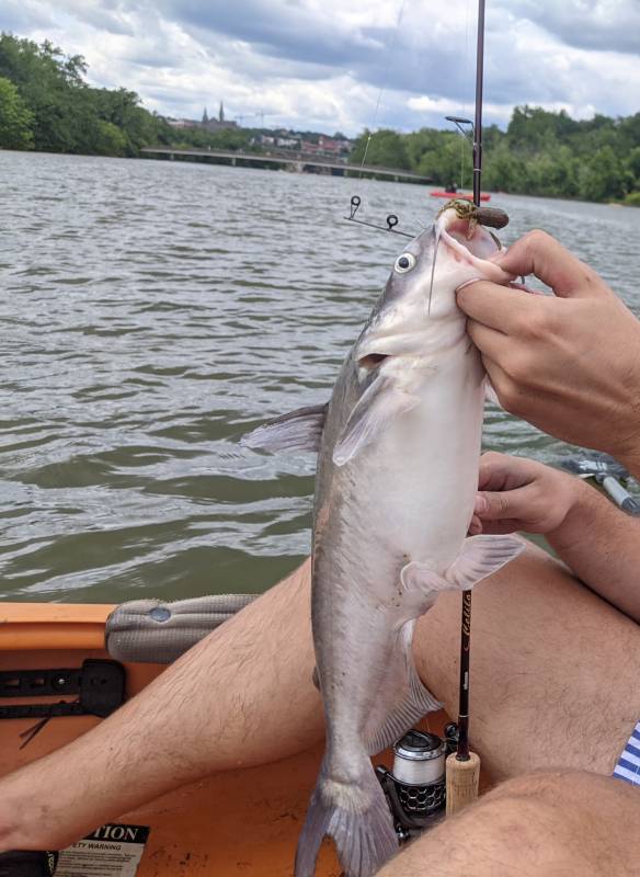 Blue catfish in Silver Spring