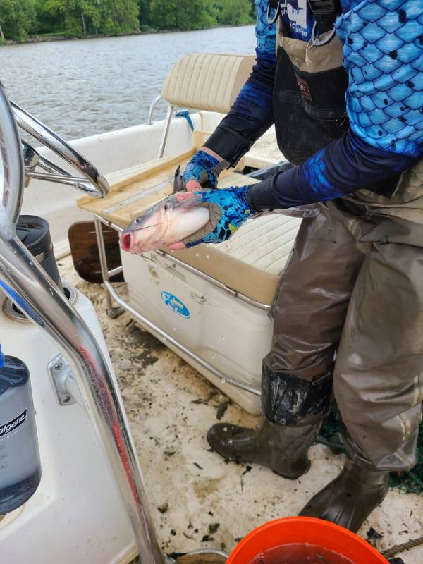 Blue catfish in Fairfax County