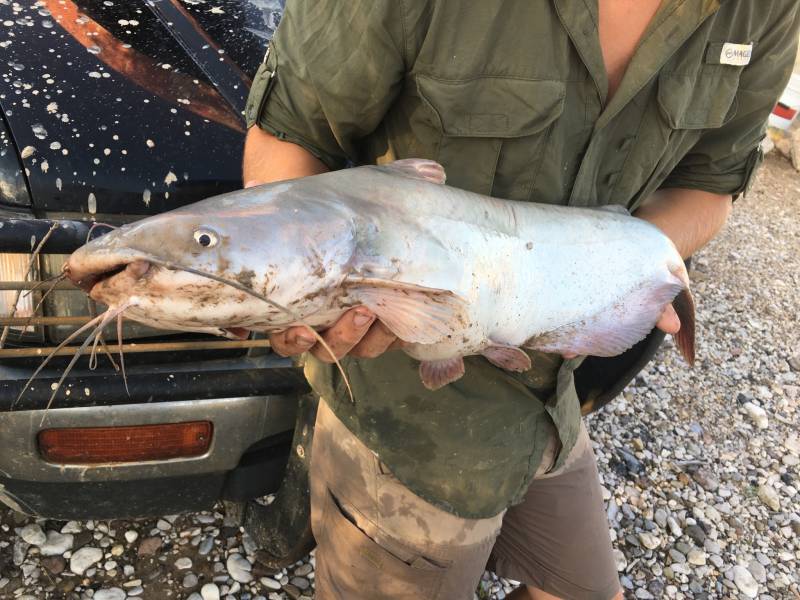 Blue catfish in Rio Grande