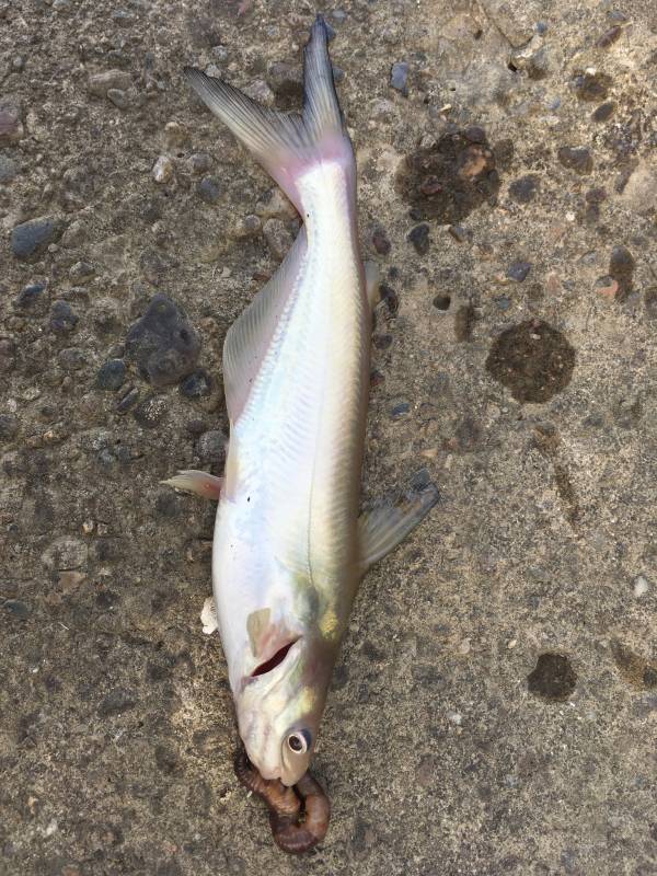 Blue catfish in Shively