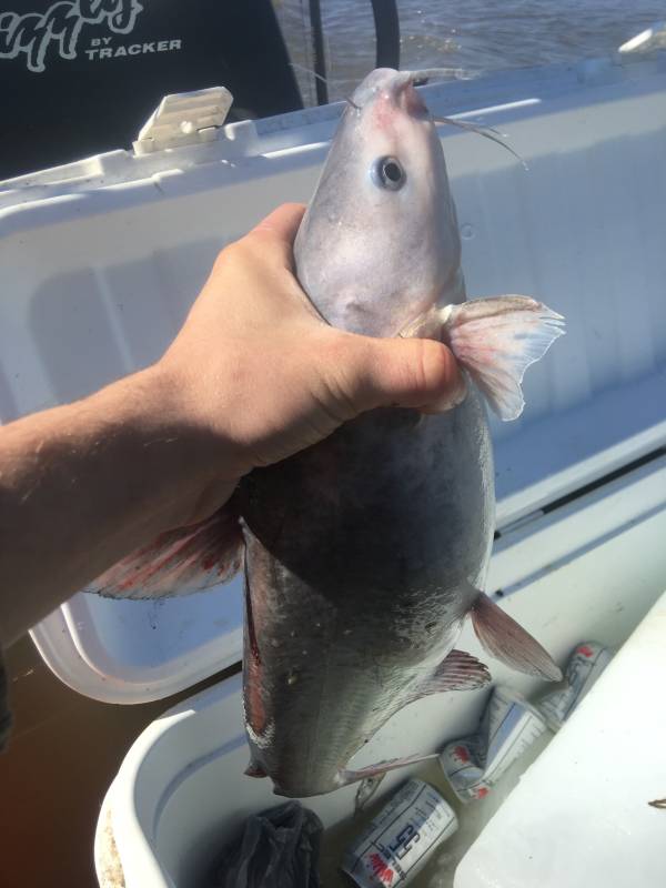 Blue catfish in Slidell