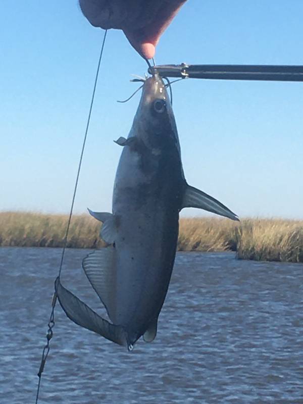 Blue catfish in Slidell
