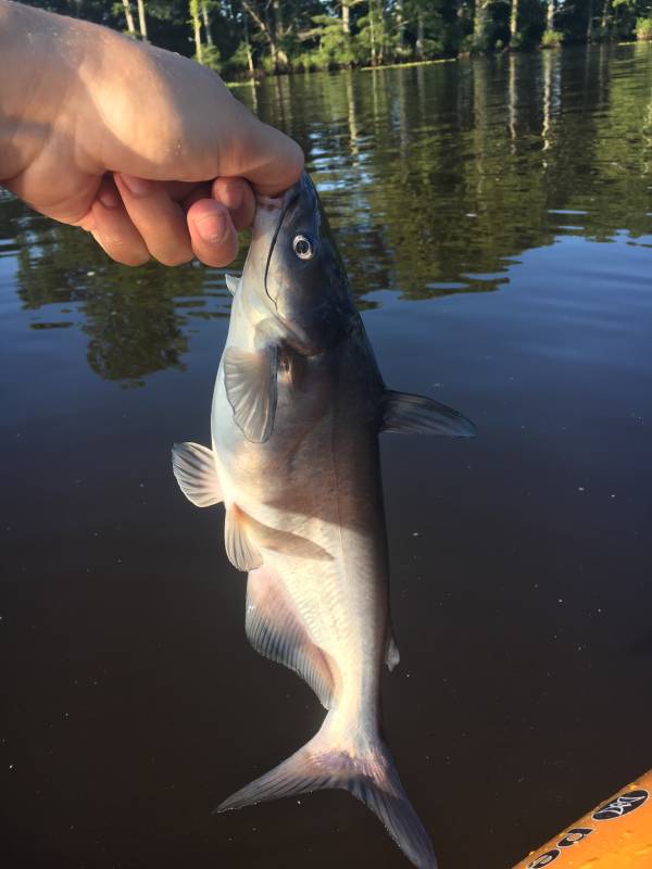 Blue catfish in Hopewell