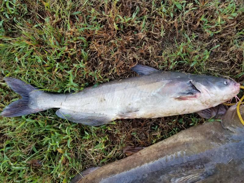 Blue catfish in Cumberland River