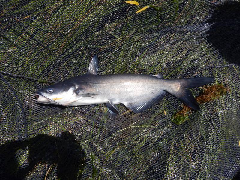 Blue catfish in Lake Brownwood