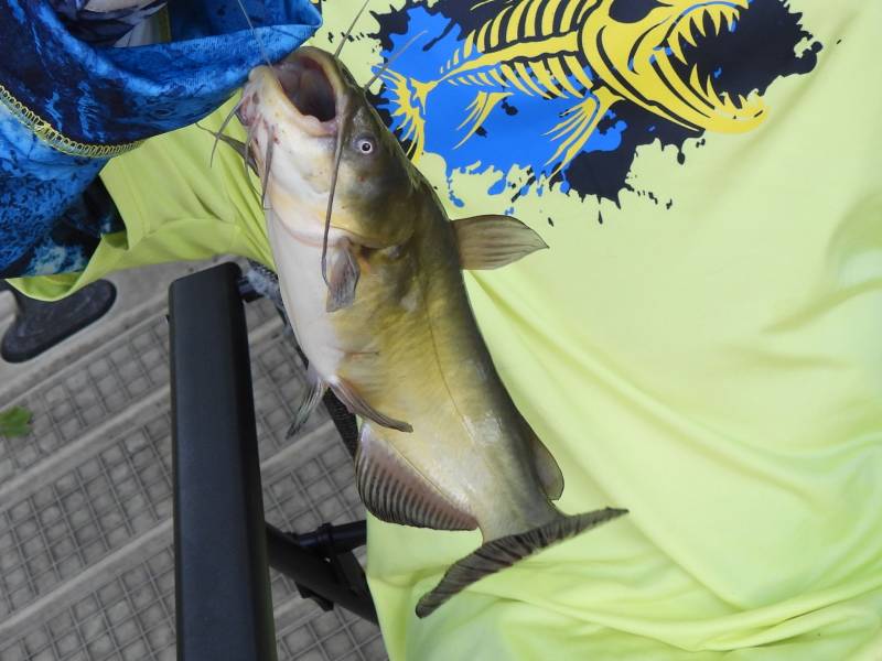 Black bullhead in Benbrook