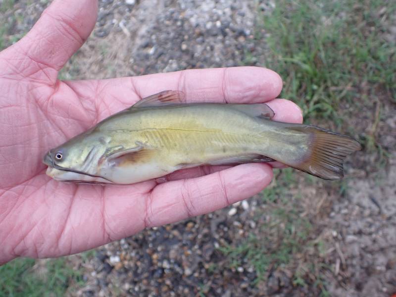Brown bullhead in United States