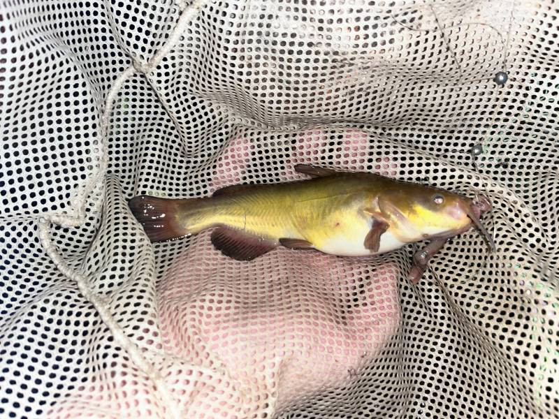 Brown bullhead in Park City