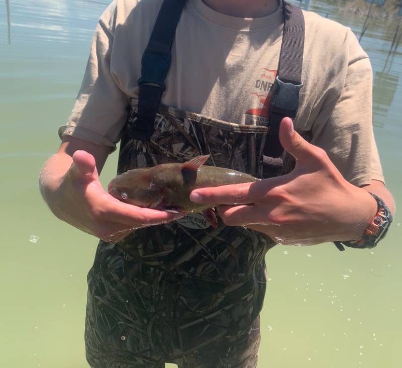 Black bullhead in Utah