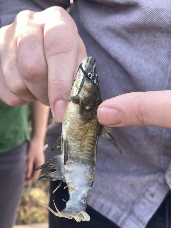 Black bullhead in Mesquite