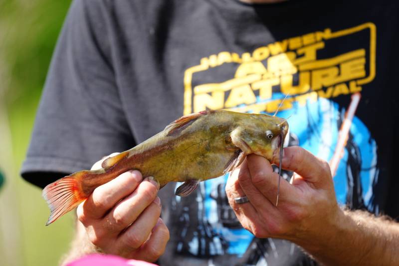 Brown bullhead in Saint Martin Parish