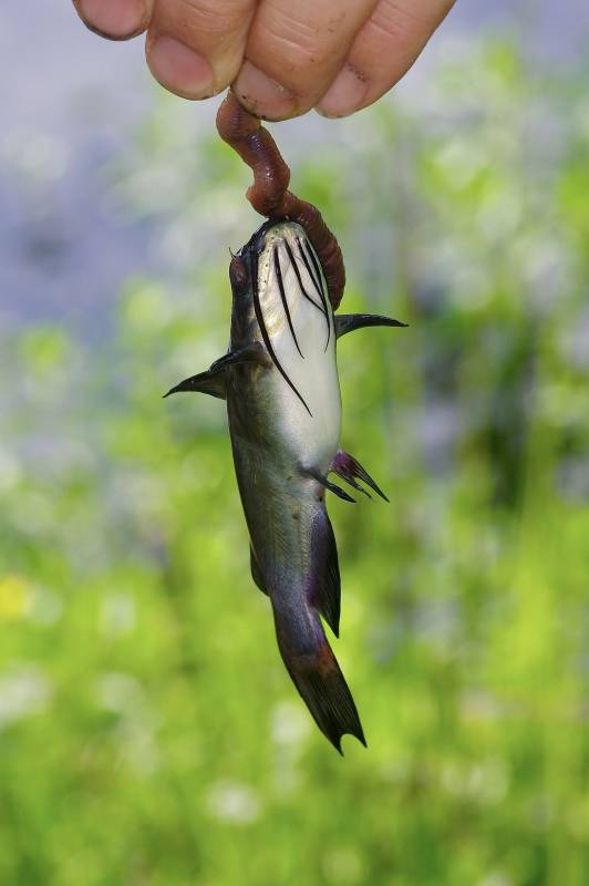 Black bullhead in Texas
