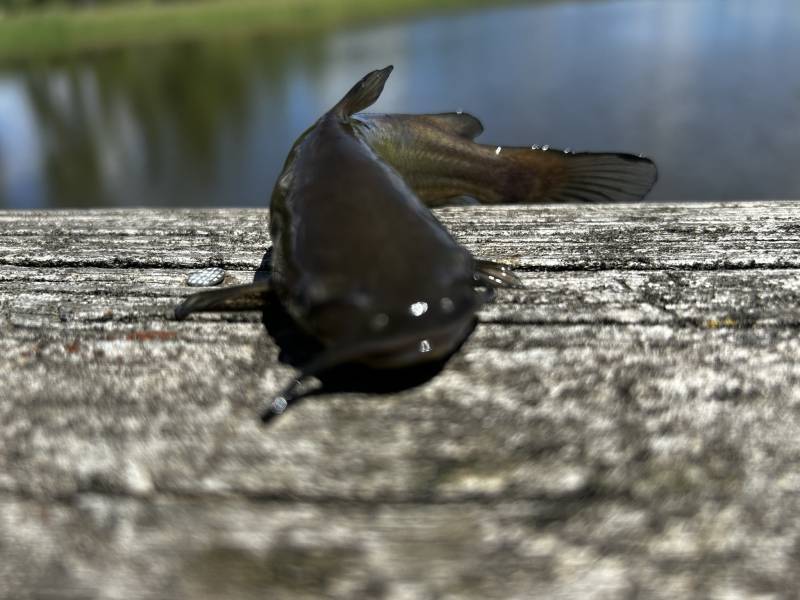 Black bullhead in Forest Lake