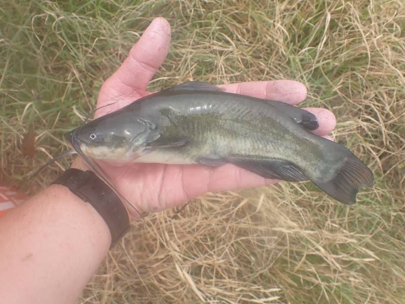 Black bullhead in Driscoll