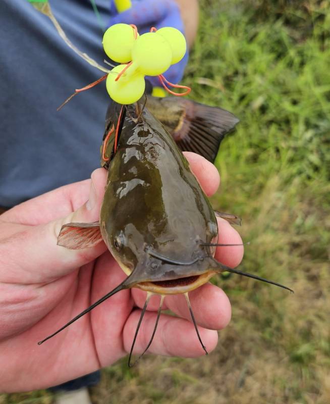 Brown bullhead in Kansas