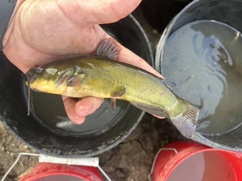 Brown bullhead in Schaumburg