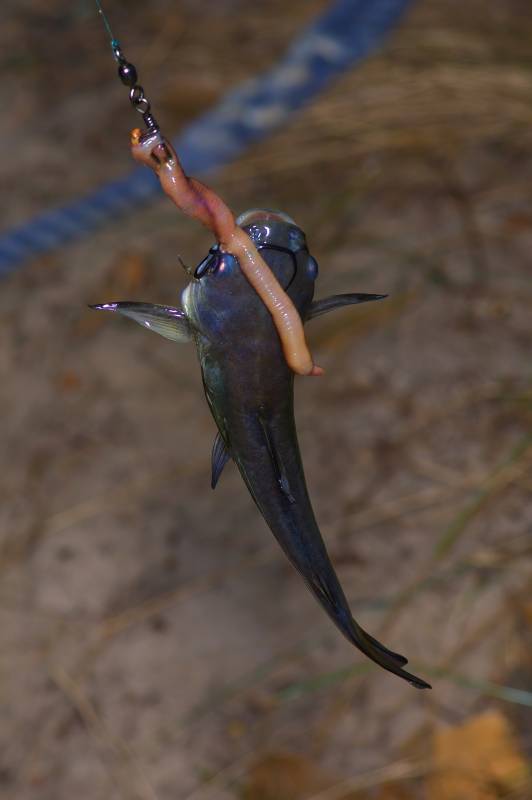 Black bullhead in Texas