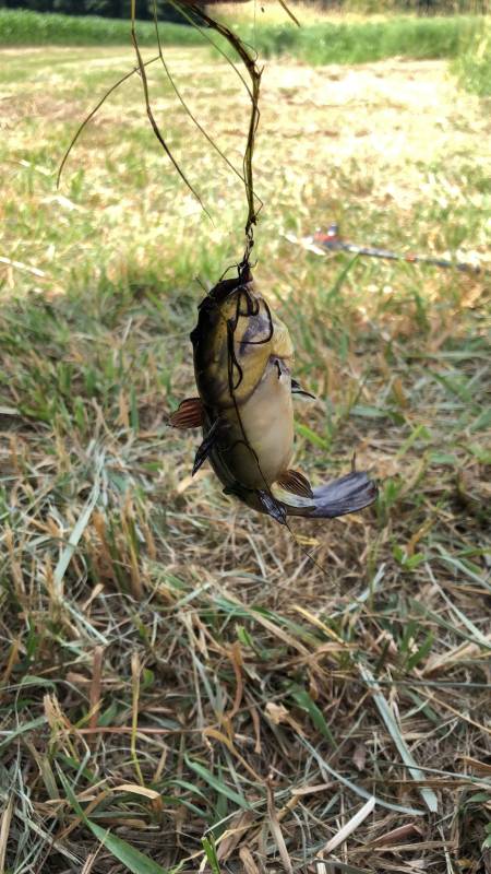 Black bullhead in Dane County