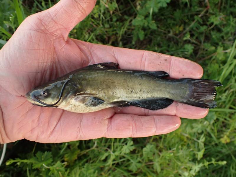 Black bullhead in Columbus