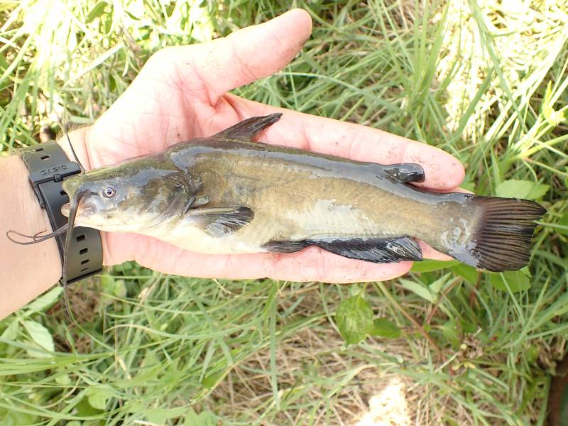 Brown bullhead in Columbus
