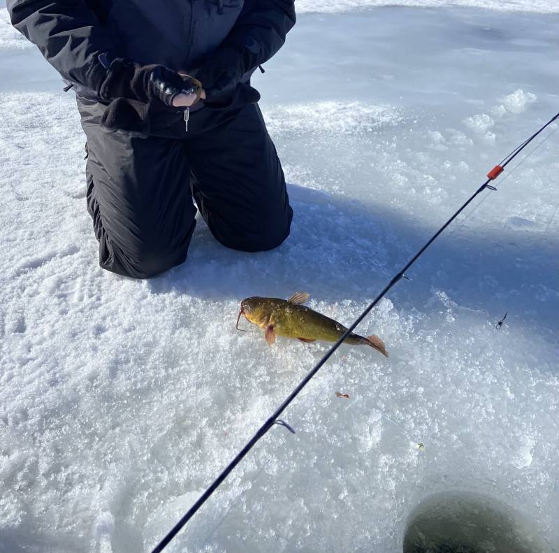 Brown bullhead in Utah