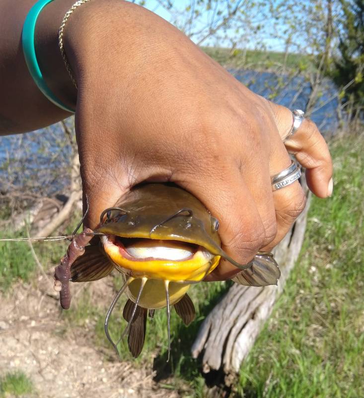 Brown bullhead in Minnesota