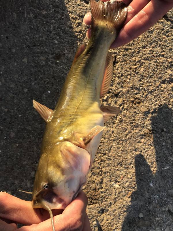 Brown bullhead in Kansas
