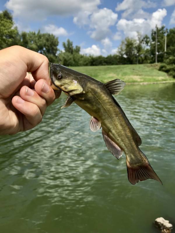 Black bullhead in Lakeville