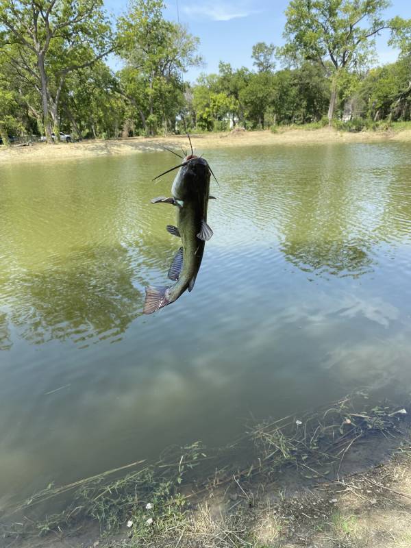 Black bullhead in Benbrook
