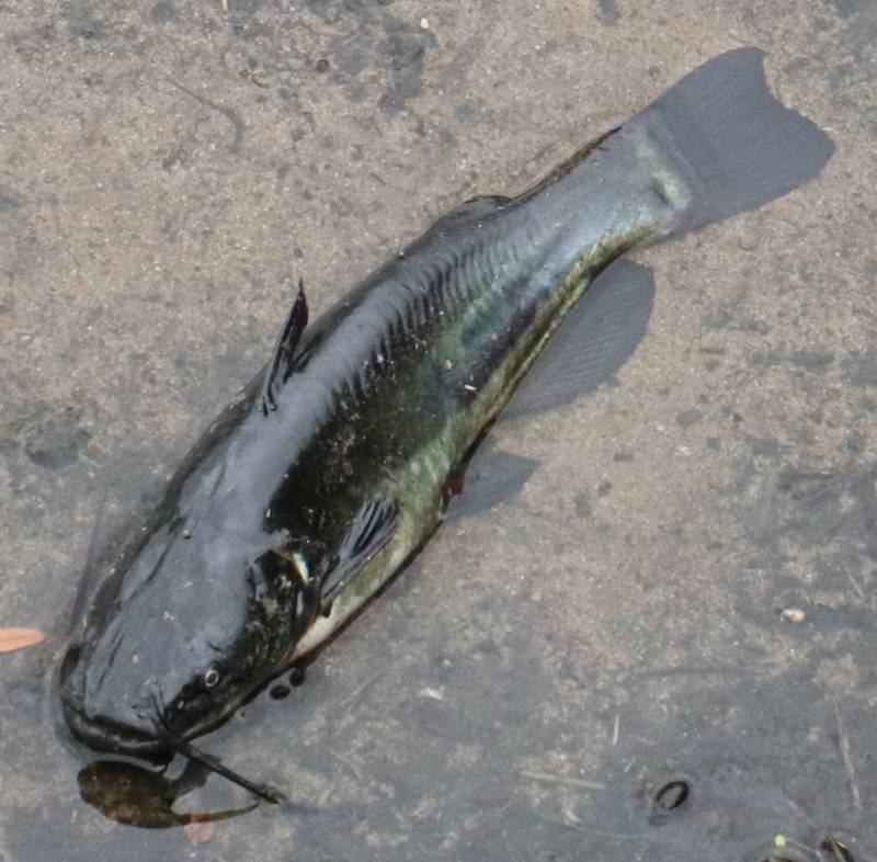 Black bullhead in Tahoka