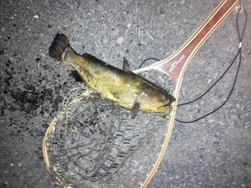 Black bullhead in Park City