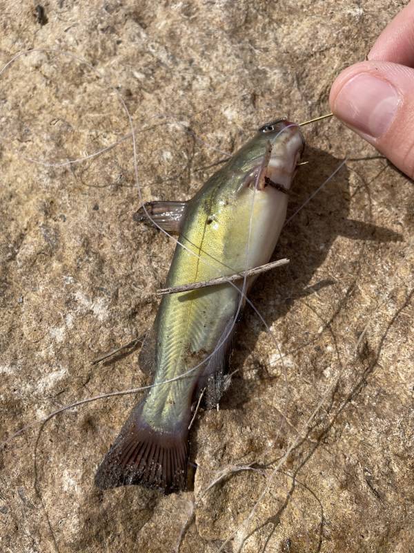 Brown bullhead in Texas