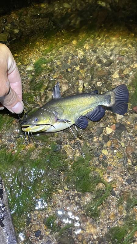 Black bullhead in Forest Lake