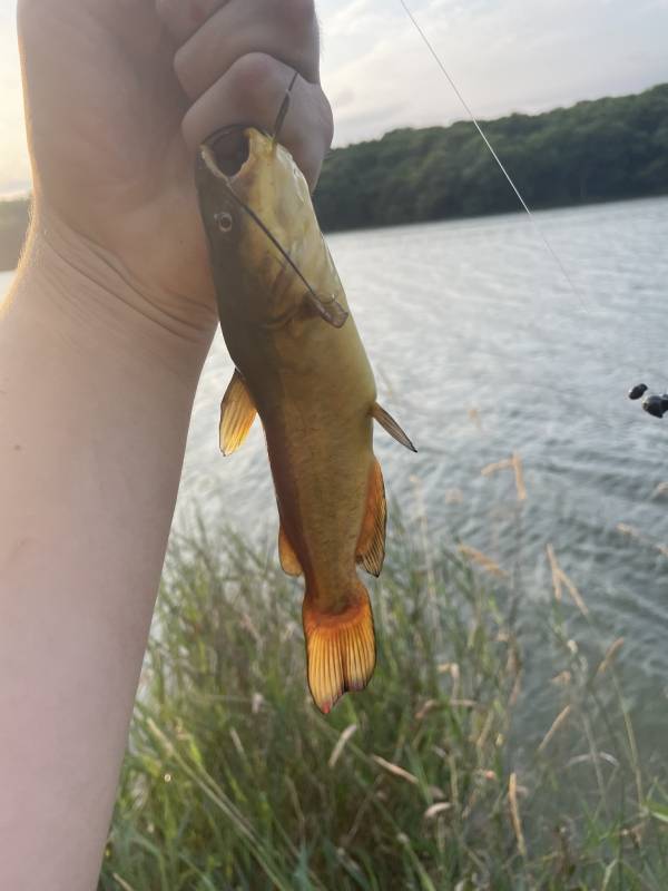 Brown bullhead in Johnston