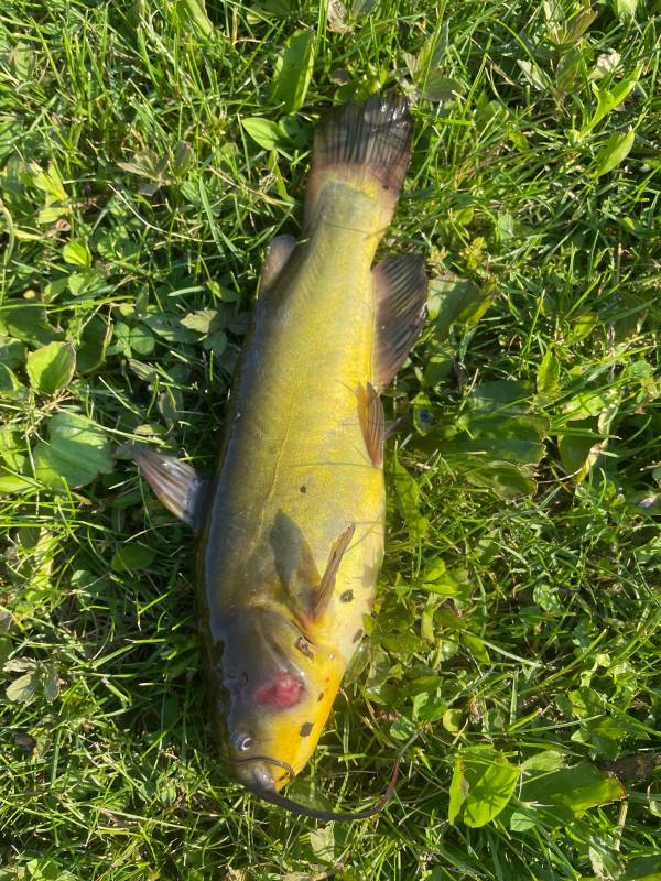 Brown bullhead in Elida