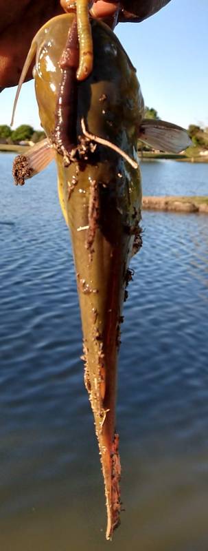 Brown bullhead in Tahoka