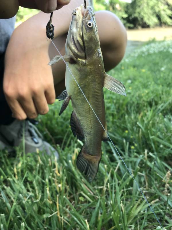 Brown bullhead in Kansas
