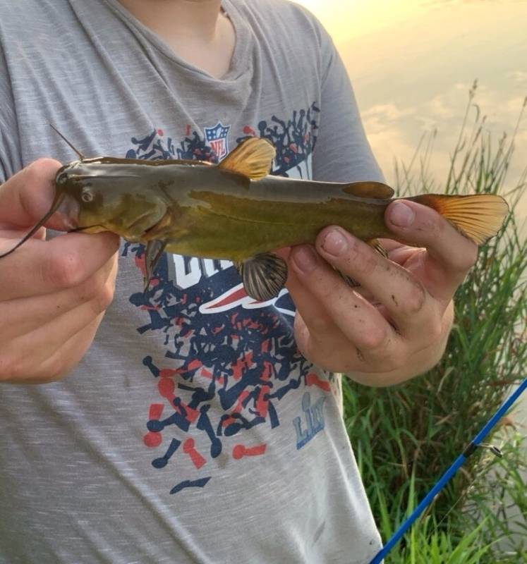 Brown bullhead in Johnston