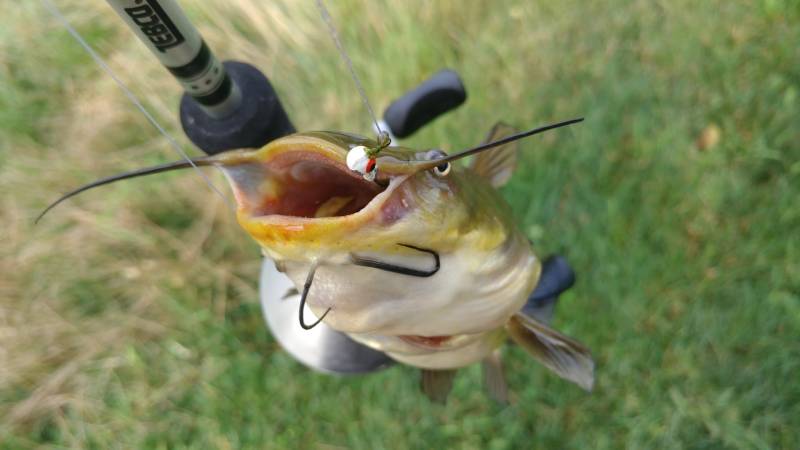 Brown bullhead in Davenport