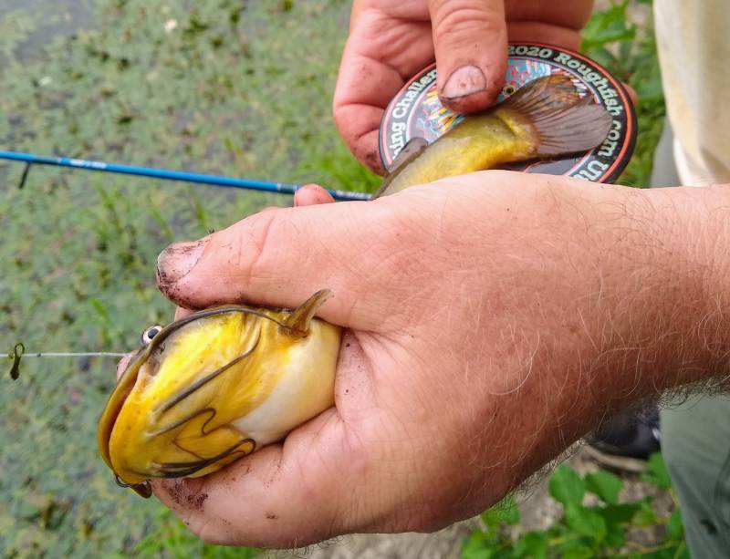 Brown bullhead in Elgin