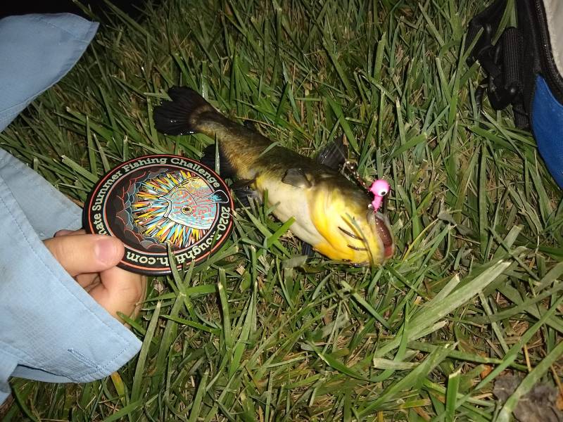 Brown bullhead in Mount Prospect