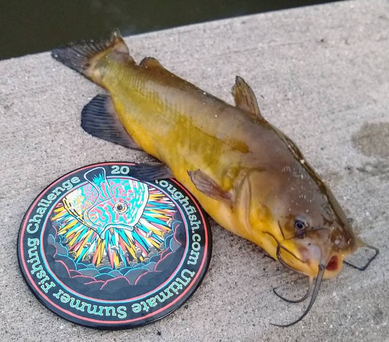 Brown bullhead in Schaumburg