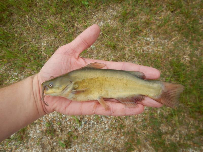 Brown bullhead in Columbus